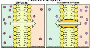 Sign In Passive Transport Cells Project Teaching Biology