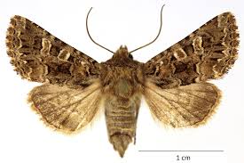 Image result for Hadena perplexa