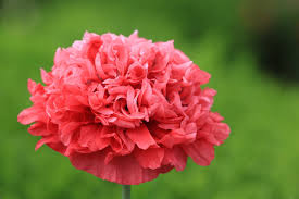 Weitere ideen zu pfingsten, pfingsten bilder, frohe pfingsten. Kostenlose Fotos Zum Thema Pfingsten Auf Ccnull De