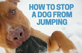 Teach your dog to do something that is incompatible with jumping up, such as sitting. How To Stop My Dog From Jumping On Me Stop Dog S Jumping