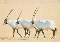 القصيدة مأخوذة من كتاب «الشوقيات» وهي عملٌ لأمير الشعراء «أحمد شوقي»، حوى آثارًا شعريةً مختلفةَ الأغراض والأهداف، وضمَّ مجموعةً من القصائد . Ø§Ù„Ø´Ø¹Ø±