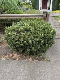 Image result for Rhaphiolepis umbellata