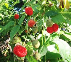 Image result for Rubus iringanus