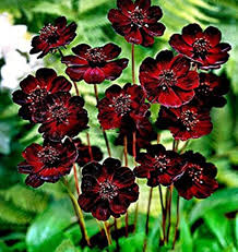 They also make good cut flowers. Beautytalk Seeds Rare Chocolate Cosmos Seeds Flower Seeds Hardy Perennial Exotic Flowers Bee Friendly Wildflowers Cosmos Seeds For Balcony Garden Buy Online In Guam At Guam Desertcart Com Productid 131051431