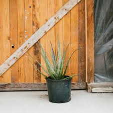 Image result for Aloe decurva