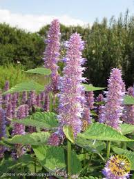 While some might be happy that there's less risk of being stung, the truth is that bees are essential for. Uk Wild Plants For Bees Bee Happy Plants