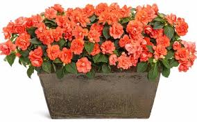 Image result for Impatiens oreocallis