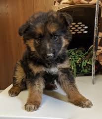 281 likes · 21 talking about this. Sick German Shepherd Puppies Dumped On I 275 Near Monroe