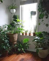 27 Interior Design Plants Inside House Pictures House Plants Decor Interior Design Plants Easy House Plants