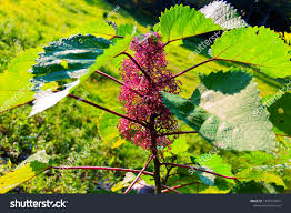 Image result for Urera