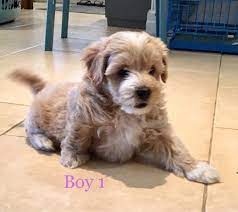 They are extremely lively and playful. Maltipoo Puppies For Sale Colorado Springs Co 284230
