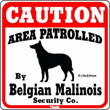 Belgian malinois are energetic, intelligent, hardworking, and loyal dogs. Raining Cats And Dogs Belgian Malinois Caution Sign The Perfect Dog Warning Sign