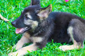German Shepherd Feeding Guide All You Need To Know The German Shepherder