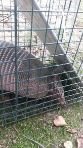 Subterranean or dry wood termite size: Critter Getters Of Arkansas Llc 18 Bush Ln Vilonia Ar 72173 Yp Com