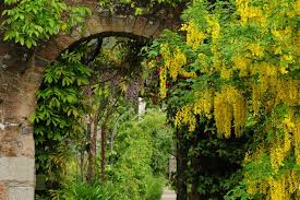 Image result for Laburnum