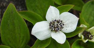 Tiny Flower Unleashes Tremendous Forces — Biological Strategy — AskNature