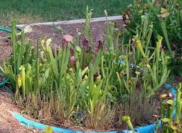 Pin On Garden