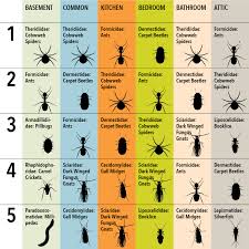 Basement windows and window wells are some of the most common entry points for insects. Household Insects Choose Their Rooms Too Wellness Options