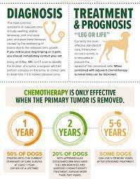 Canine Bone Cancer The Big Story On Osteosarcoma In Dogs My Brown Newfies