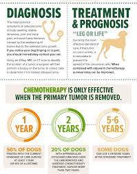 However, if you notice any of the above symptoms, don't automatically assume that your dog has cancer. Canine Bone Cancer The Big Story On Osteosarcoma In Dogs My Brown Newfies