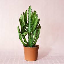 Image result for Euphorbia whyteana