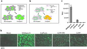 The vaccine transfects molecules of synthetic rna into immunity cells. Ad26 Vector Based Covid 19 Vaccine Encoding A Prefusion Stabilized Sars Cov 2 Spike Immunogen Induces Potent Humoral And Cellular Immune Responses Npj Vaccines