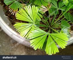 Image result for Actiniopteris radiata