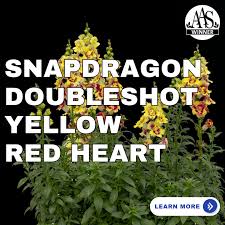 Image result for Snapdragon Yellow 1980 MG