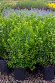 Image result for Myrica salicifolia