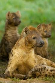 Pin By Jidapa Thiti D On Cute Animals Hyena Wild Dogs African Animals