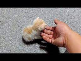 cute pets and funny animals compilation 109 pets garden funny cats and dogs funny animal videos cute baby animals