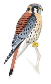 Birds That Start With Red First Break Them Down Into Groups Then You Can Start Picking Out The Finer Details Like Size And Flight American Kestrel Birds Flying Bird