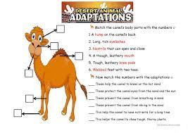 Esl kids worksheets, esl teaching materials, resources for children, materials for kids, parents and teacher of english,games and activities for esl kids, resources for esl teachers and printable efl/esl pdf worksheets to teach, spelling,phonics worksheets, reading and vocabulary to kids. The Camel Animals Adaptations English Esl Worksheets For Distance Learning And Physical Classrooms