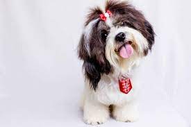 Also known as a malshi, this tiny little dog is created by breeding a maltese dog with a shih tzu dog to give a fluffy and loving pup that will adapt to many different situations. Maltese Shih Tzu Mix Breed Information Guide Your Dog Advisor