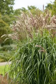 Image result for Miscanthus sinensis
