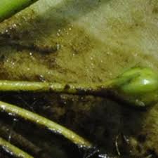 Image result for Nymphoides brevipedicellata