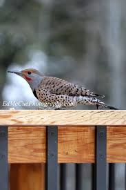 Black Bird With White Chest And Belly Woodpeckers Northern Flicker Woodpecker Bird Photography