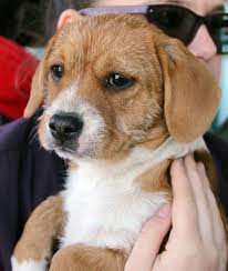 Greenfieldpuppies.com has been visited by 10k+ users in the past month Richmond Va Corgi Meet Angel A Pet For Adoption