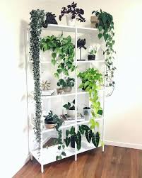 12 Cheap Indoor Plants Low Maintenance Plants You Can Buy Online In 2020 Plant Decor Low Maintenance Indoor Plants Room With Plants