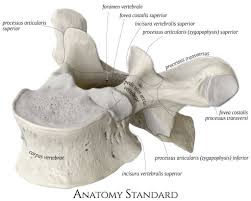 Like all other vertebrae, the thoracic vertebrae help to support the weight of the upper body and protect the delicate the thoracic vertebrae are located in the thorax posterior and medial to the ribs. Typical Thoracic Vertebra Superior Oblique View Thoracic Vertebrae Anatomy For Artists Human Anatomy Drawing