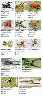 The state that has the biggest bridge is louisiana. Spiders Of Louisiana Quick Reference Publishing