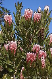 Protea Neriifolia Evergreen Flowering Shrubs Protea Flower Trees To Plant