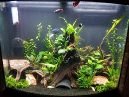 Fts Friday 38g Betta Sorority With Zebra Loaches Albino Cories And Otos Still A Work In Progress Aquariums