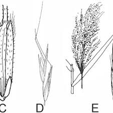 Image result for Brachyachne patentiflora