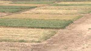 My question is how to figure dilution ratios. Growing Grass How Often To Apply Miracle Gro To Grass Youtube