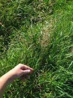 Image result for Agrostis isopholis
