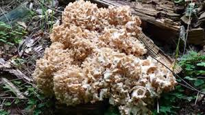 Essbare Pilze Sammeln Und Erkennen Essbare Pilze Pilze Pilze Sammeln