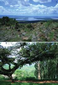 Image result for Pancovia golungensis