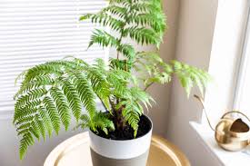 Inspect the tree fern to determine exactly what needs pruning. Australian Tree Fern Plant Care Growing Guide
