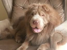 The breed is known in the west for its deep wrinkles, whilst a traditional less wrinkled form is maintained in hong kong Vuvhdydyd Bear Coat Shar Pei Shar Pei Dog Shar Pei